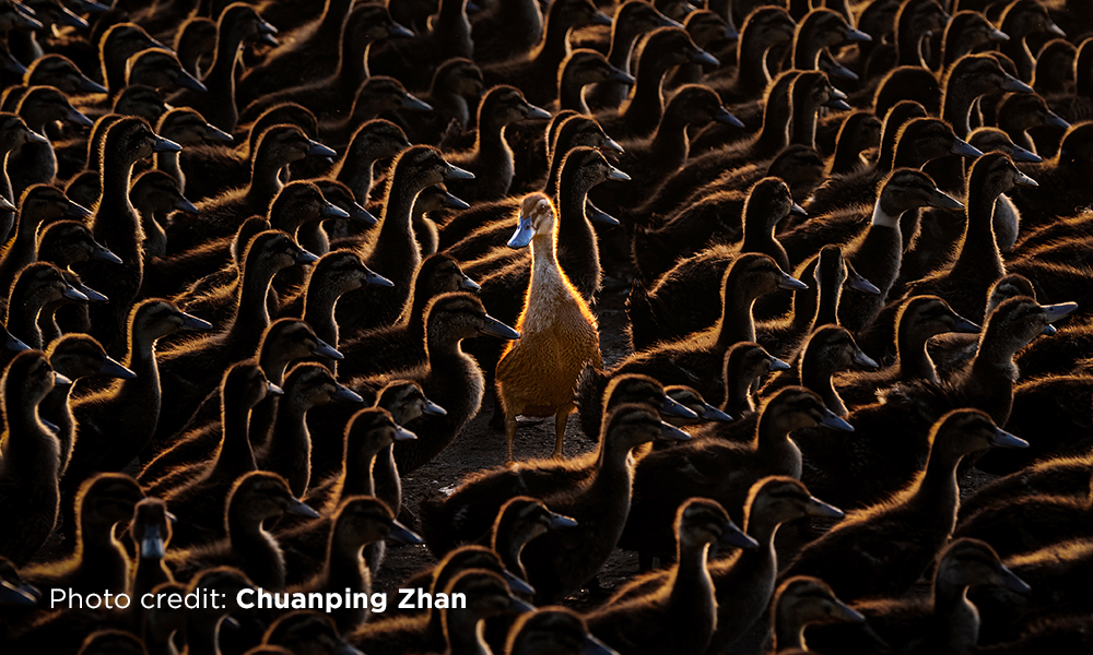 A photograph of a large group of ducks, with one duck in the center dramatically illuminated by a beam of light, making it stand out. Overlaid text reads '2025 International Day of Light Photo Contest' and 'Photo credit: Chuanping Zhan.'