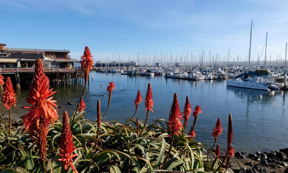 Red aloe flowers in the foreground overlook a calm marina filled with docked sailboats, with waterfront buildings and a clear blue sky in the background.