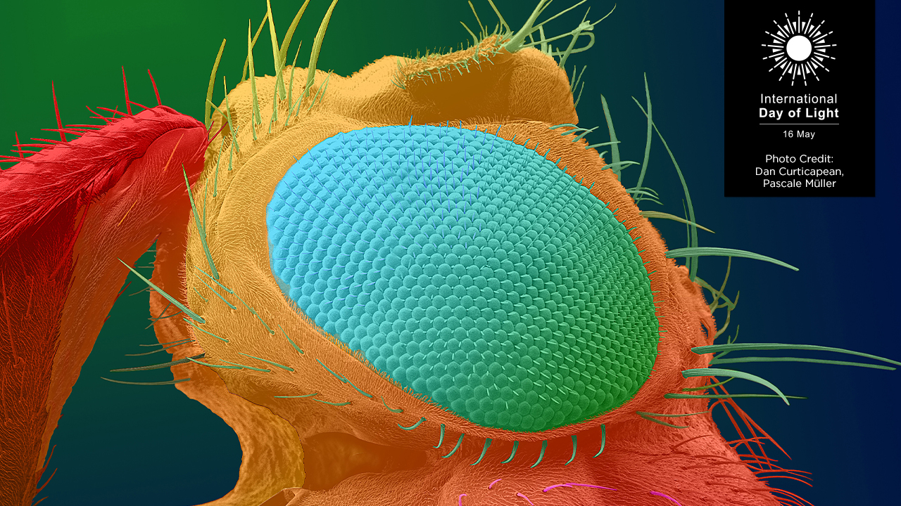 The photo for the 2025 Judges' Choice for Best in Science Prize, which features a SEM close-up image of a colorful fruit fly, showing a blue compound eye and fine hair-like structures. Photo by Dan Curticapean and Pascale M&uuml;ller