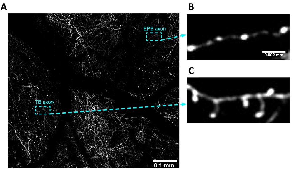 Two-photon microscopy captures axonal segments in a living brain