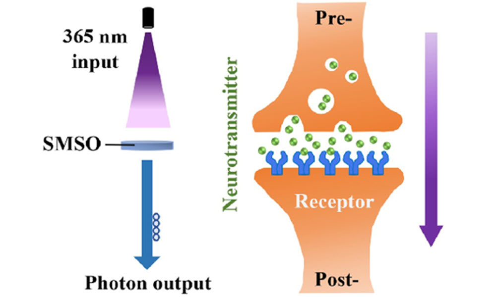Diagram showing 365 nm light input through SMSO producing photon output, alongside synapse analogy with neurotransmitters binding receptors pre- to post-synapse