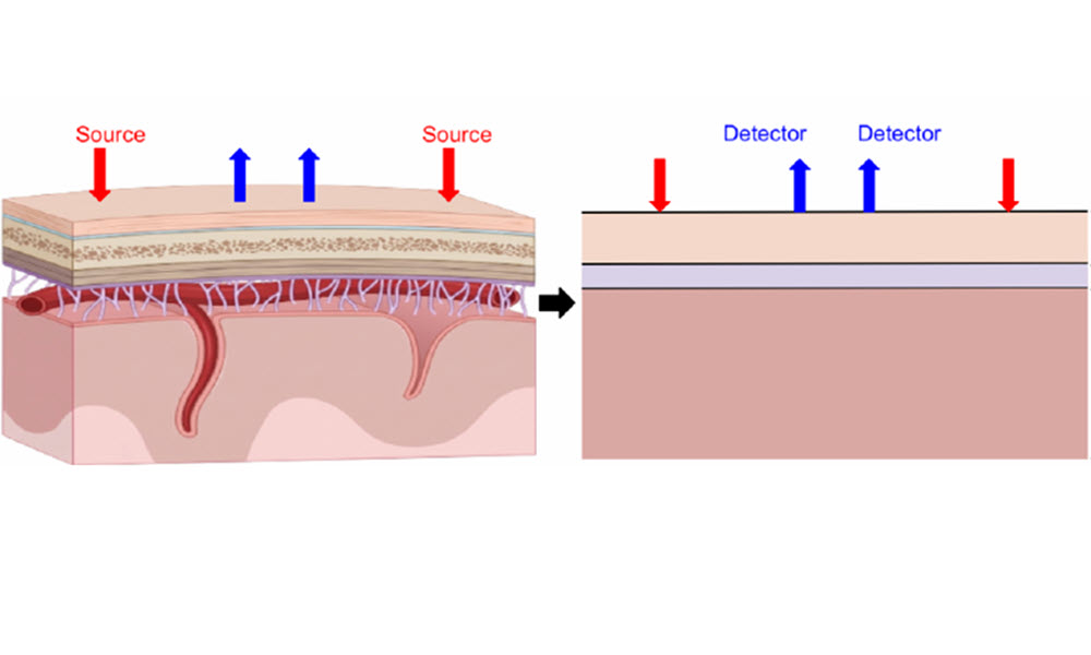Illustration comparing real human skin to a simplified three-layer model, showing light sources (red arrows) shining into the skin and detectors (blue arrows) measuring reflected light. The diagram highlights how optical signals travel through layered tissue in biophotonics or imaging applications.