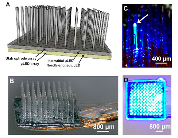 A) Schematic of the integrated device with the glass Utah Optrode Array (UOA) bonded to a microLED array. Illumination is from the microLED, through the sapphire (which is bonded to the glass UOA) and delivered to tissue either by the glass needles or through interstitial sites. A pinhole layer (not shown) is patterned onto the sapphire substrate of the microLED array before bonding to reduce optical crosstalk. B) Completed device with polymer coated wire bonds permitting independent control of the microLEDs. C) Illumination of a single microLED delivering high-intensity light to the needle tip. D) All 181 sites simultaneously illuminated. A) Schematic of the integrated device with the glass Utah Optrode Array (UOA) bonded to a microLED array. Illumination is from the microLED, through the sapphire (which is bonded to the glass UOA) and delivered to tissue either by the glass needles or through interstitial sites. A pinhole layer (not shown) is patterned onto the sapphire substrate of the microLED array before bonding to reduce optical crosstalk. B) Completed device with polymer coated wire bonds permitting independent control of the microLEDs. C) Illumination of a single microLED delivering high-intensity light to the needle tip. D) All 181 sites simultaneously illuminated.