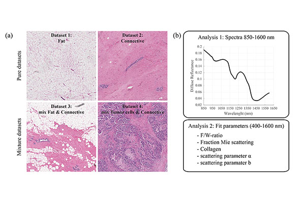 Examples of histopathology in the datasets used in the analyses. Locations were selected from the specimens of patients with and without chemotherapy, which consisted of >95% fat tissue (dataset 1), >95% connective tissue (dataset 2), a mixture of fat and connective tissue (dataset 3), or a mixture of tumor cells and connective tissue (dataset 4). Examples of histopathology in the datasets used in the analyses. Locations were selected from the specimens of patients with and without chemotherapy, which consisted of >95% fat tissue (dataset 1), >95% connective tissue (dataset 2), a mixture of fat and connective tissue (dataset 3), or a mixture of tumor cells and connective tissue (dataset 4).