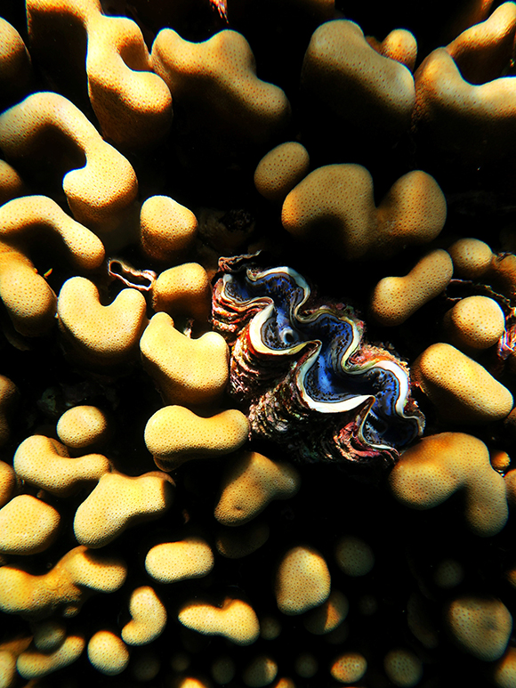 giant clam 