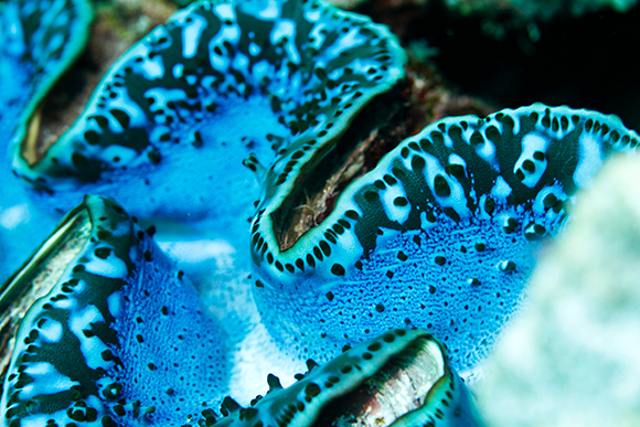 giant clam mantle tissue