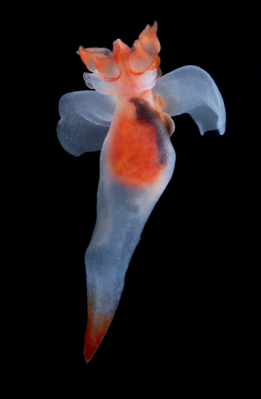 Pteropods, also known as sea butterflies or sea angels, are so-called mucus feeders that spread a sticky net around their bodies to snag passing particles and plankton.