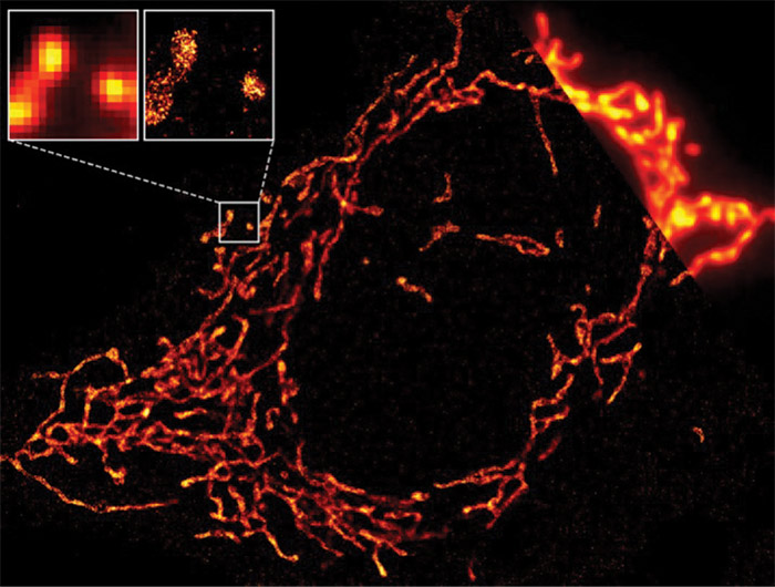 An image of multiple mitochondria