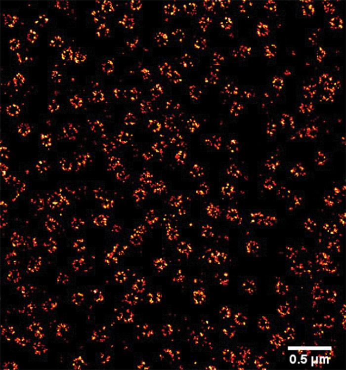 Super resolution single molecule localization microscopy image of nuclear pore cell complexes