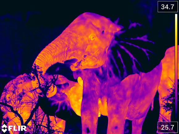 FLIR T1020 thermal image of an elephant