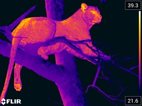 thermal image of leopard in a tree. Photo Credit: FLIR