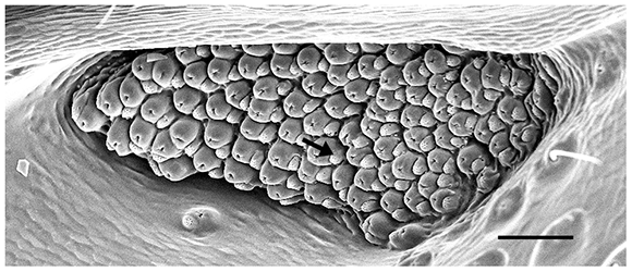 Melanophila acuminata sensilla organ