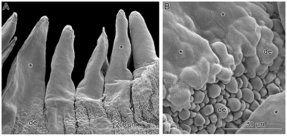 Pit viper organ SEM. Credit: Bolivar-G. et al./PLOS One 2012