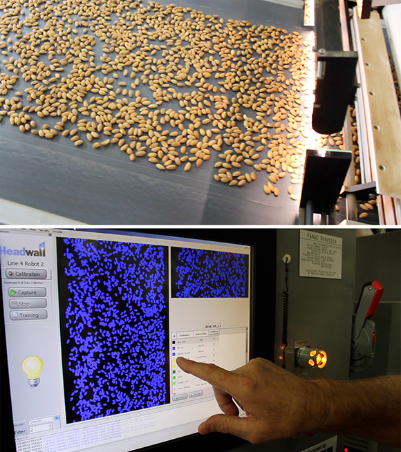 TAP almond sorting
