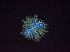 Circularly birefringent crystalline domains. Credit: Jess Wade